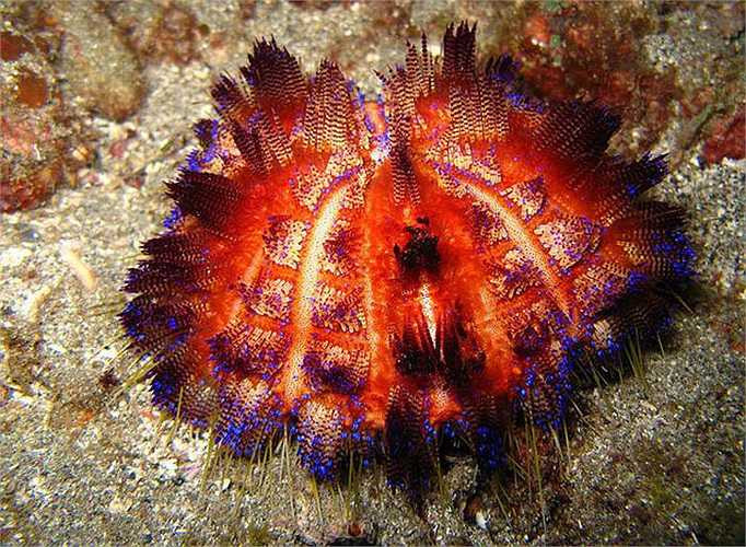 Nhím lửa lặng lẽ nằm yên một chỗ tựa như bông hoa hiền lành, vô hại, nhưng khi con mồi lại gần, chúng dùng tất cả các xúc tua phóng nọc độc đến khi con mồi tê cứng.