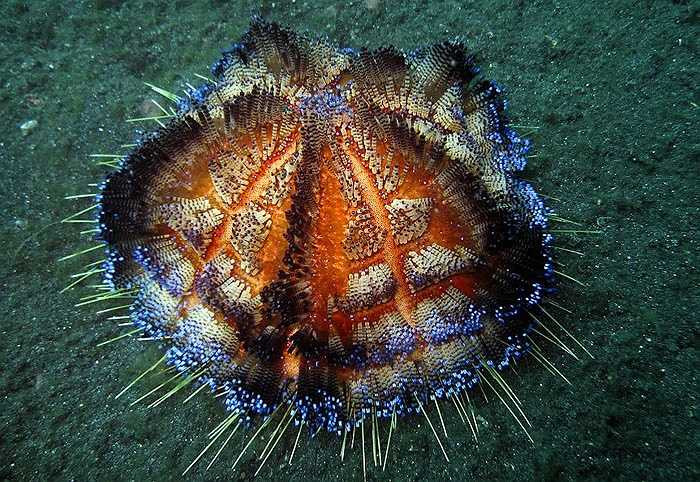 Chúng dùng những chiếc răng sắc nhọn xé nát và ung dung thưởng thức con mồi.