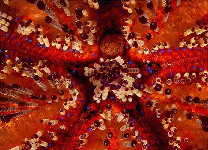 Nhím lửa trưởng thành sẽ phóng trứng và tinh trùng vào nước để thực hiện quá trình sinh sản. Trứng được thụ tinh ở môi trường bên ngoài và phát triển thành ấu trùng.