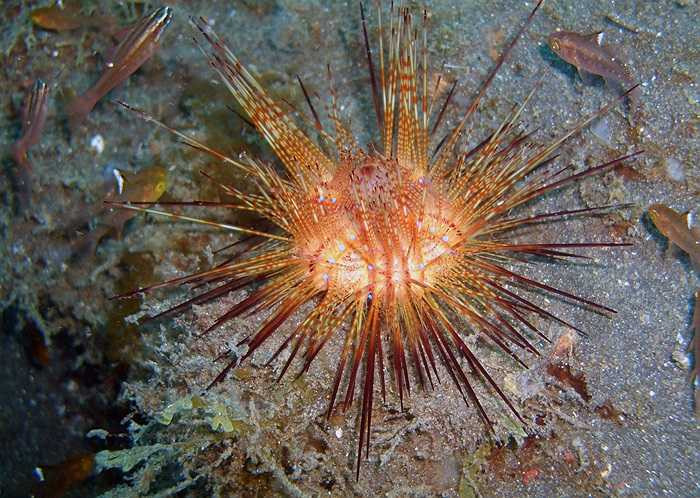 Một nhím lửa đẻ ra hàng ngàn quả trứng nhỏ mỗi lần. Tuy nhiên, không nhiều trứng trở thành ấu trùng và phát triển thành con non.