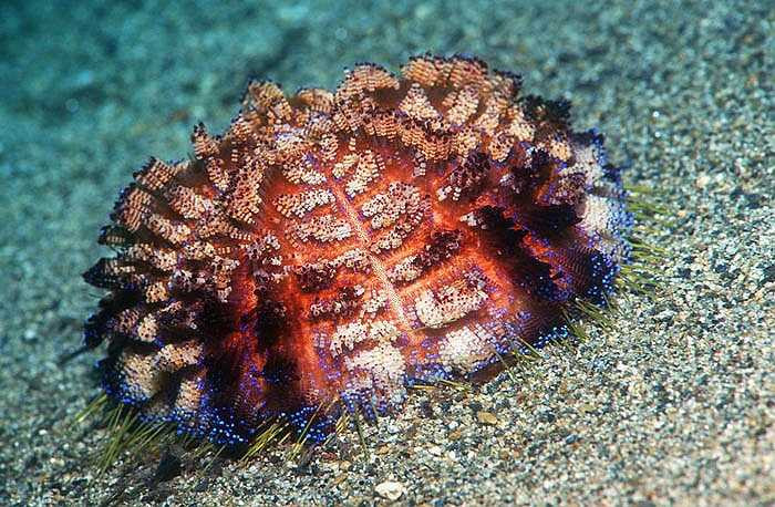 Trứng của nhím lửa trôi lơ lửng trong nước và là miếng mồi béo bở cho các loài cá nhỏ và nhiều sinh vật khác trong lòng đại dương.