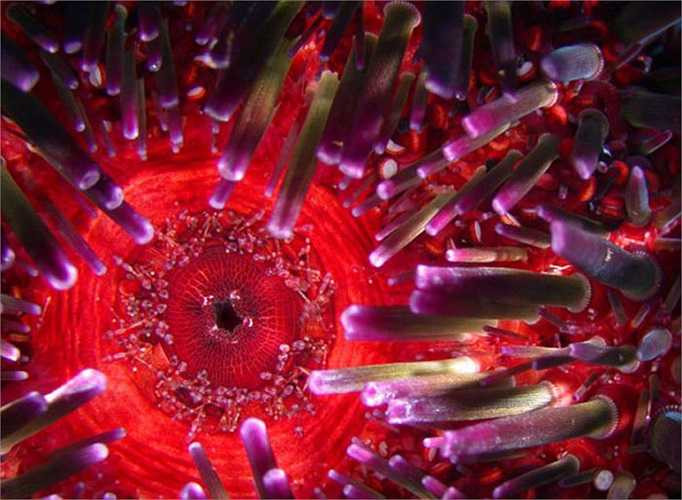 Toàn thân nhím lửa rực lên màu sắc vô cùng bắt mắt hòa trộn như hồng, đỏ, xanh, nâu... 