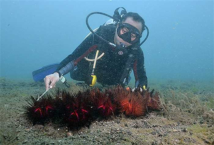 Nhím lửa thường sinh sống ở độ sâu 10 - 30m, tối đa là 70m. Phạm vi sống từ bờ biển châu Phi đến vùng biển của Hawaii và Úc.