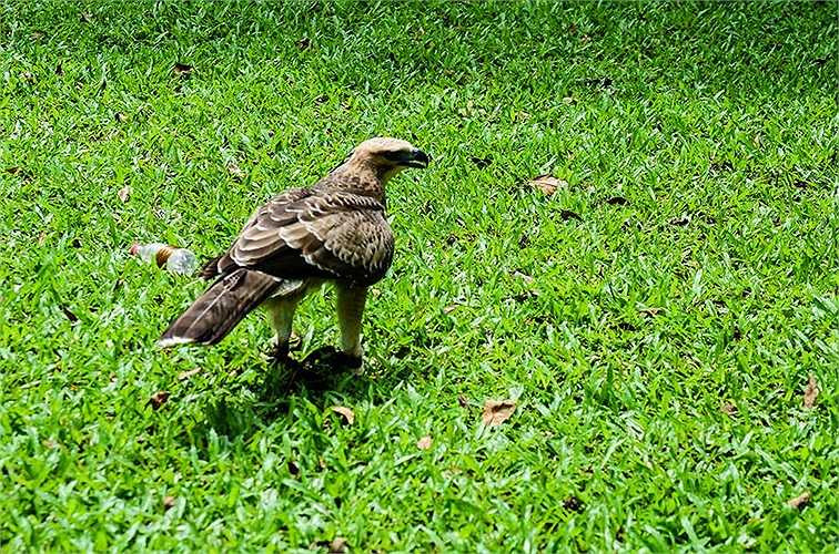 Theo chủ nhân, con chim này được mua từ Đà Lạt lúc mới 1 tháng tuổi.