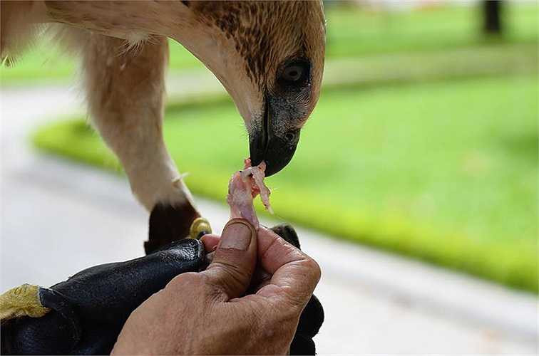 Khi 'huấn luyện viên' hất tay lên, đại bàng bay lên cây. 'Huấn luyện viên' thổi còi và trên tay cầm thịt chim cút, chú đại bàng sà xuống tay. 