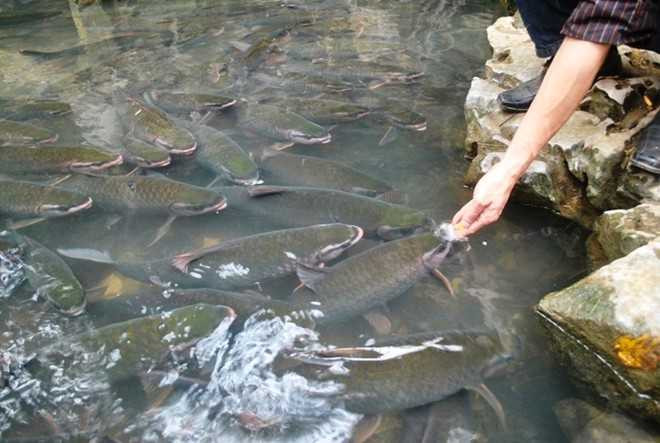 Bí ẩn 3 đàn cá thần dân không dám ăn thịt ở Thanh Hóa