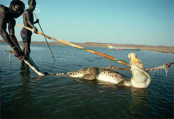 Món khoái khẩu hàng ngày của họ là thịt của hai loài vật hung dữ, là cá sấu và hà mã.