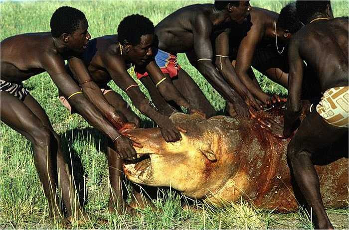 Việc săn bắt cá sấu và hà mã là nhiệm vụ của những người đàn ông khỏe mạnh của bộ tộc. Mỗi khi hạ được một con vật, họ chia đều cho mọi người, cùng nhau thưởng thức thành quả.