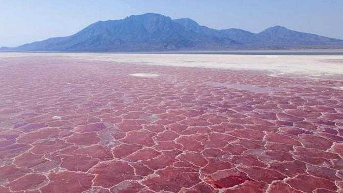 Nồng độ kiềm quá cao trong nước (độ pH 10,5), cộng thêm nhiệt độ lên tới 60 độ C, biến môi trường hồ Natron trở nên vô cùng khắc nghiệt. Chỉ có một số ít tảo, vi khuẩn và loài chim duy nhất sống được ở đây là hồng hạc. 