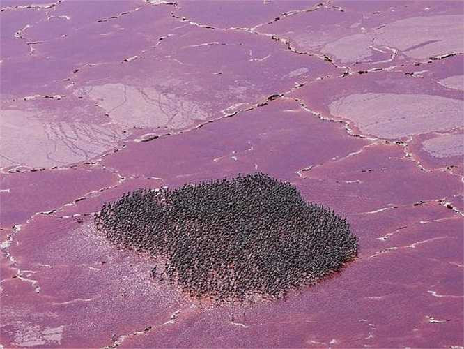 Trong khi những loài thú khác có thể dễ dàng bị hóa đá bởi nước hồ Natron thì chim hồng hạc lại tìm thấy ở đây nguồn dinh dưỡng tuyệt đối phù hợp với chúng: tảo xoắn (spirulina) - loài tảo được hình thành bởi vi khuẩn lam (cyanobacteria). 