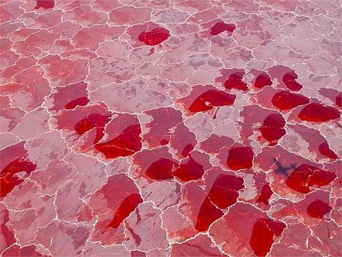 Chính vi khuẩn lam trong quá trình quang hợp, tổng hợp dinh dưỡng cho mình đã tạo nên nhiều sắc độ hồng đặc biệt cho hồ Natron. 