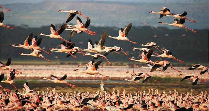 Giữa ánh mặt trời chói chang, mặt hồ lấp lánh với hàng triệu sắc hồng rực rỡ. Khi bay qua hồ, tôi chỉ sợ tiếng ồn động cơ làm loài chim hồng hạc sẽ sợ hãi vỗ cánh bay đi. Đó đúng là một trong những hình ảnh tuyệt vời nhất trong cuộc đời chụp ảnh cuộc sống hoang dã của tôi. 