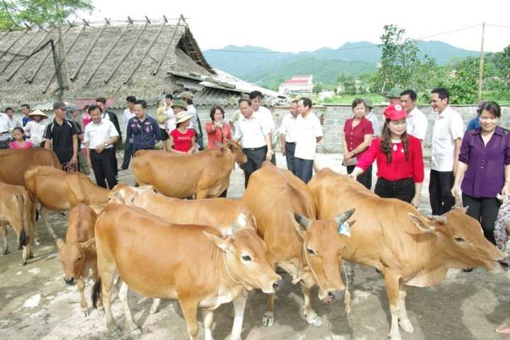 Trao tặng 60 con bò cho Hội Chữ Thập Đỏ Việt Nam