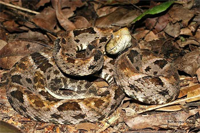 Rắn Mũi Thương: Sống ở khu vực miền Nam và Đông Mexico, Trung Mỹ, miền Bắc Colombia và Ecuador, có chiều dài từ 1-2m. Nọc độc của chúng tấn công thẳng vào máu, tạo ra các cục máu đông gây chết người. Con non phát triển bên trong cơ thể của rắn mẹ, và một cá thể rắn có thể sinh sản tới 100 rắn con.