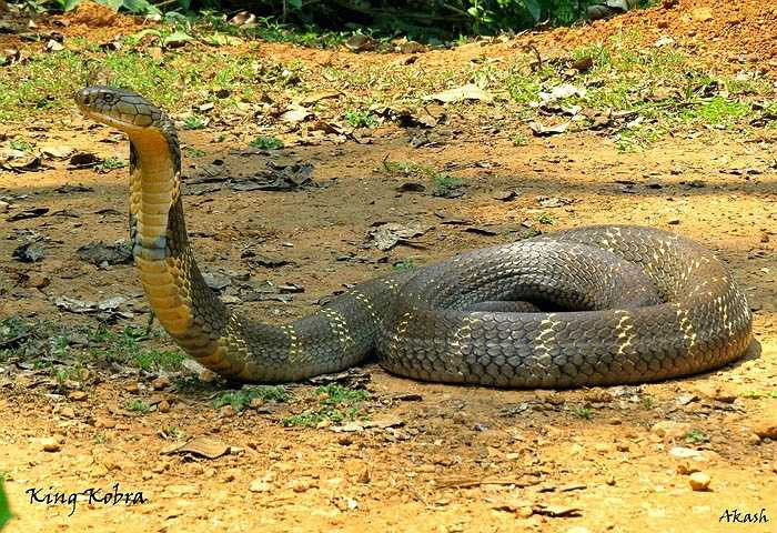 Rắn Hổ mang Chúa: Sống ở miền Đông và Đông Nam Á, có chiều dài trung bình: 3m. Đây là loài rắn độc lớn nhất trên thế giới, con trưởng thành dài tới 4.5 mét và nặng hơn 20 kg. Nó có thể tiêm một lượng nọc độc lớn vào con mồi, đủ để giết chết một người trong vòng 30 phút. Các triệu chứng ban đầu chủ yếu liên quan đến thần kinh.