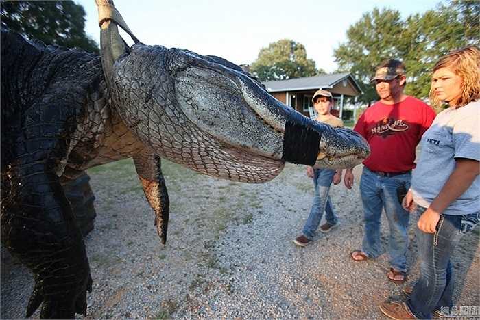 Đuôi cũng có thể được sử dụng như một vũ khí phòng thủ khi cá sấu cảm thấy bị đe dọa