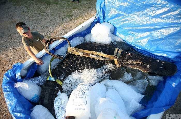 Con cá sấu được ướp đá trên xe