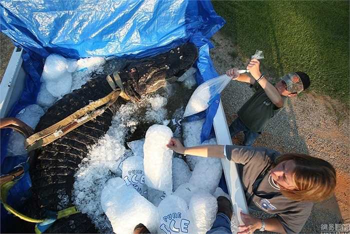 Đây là một con cá sấu đực với cân nặng và chiều dài vượt trội