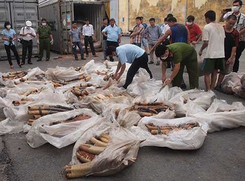 ngà voi Châu Phi, Cảng Hải Phòng, Cục Hải quan Hải Phòng