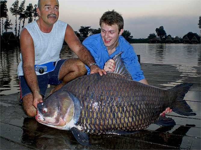 Trong khi các cần thủ ở Đông Dương xả thịt đánh chén như chiến lợi phẩm, hoặc bán vào nhà hàng với giá vài chục triệu đồng/ con chép xiêm nặng vài chục kg, thì các cần thủ phương tây thường chụp ảnh lưu niệm rồi thả chúng về sông hồ.