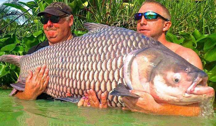 Khi kích thước lớn, chúng tìm ra sông để sống, hoặc ở lại các hồ rộng, nước sâu. 