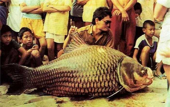 Chúng là loài di chuyển chậm, chủ yếu ăn các loại rau như trái cây và các loại tảo. Chúng hầu như chỉ ăn chay và gần như không bao giờ ăn các động vật sống.