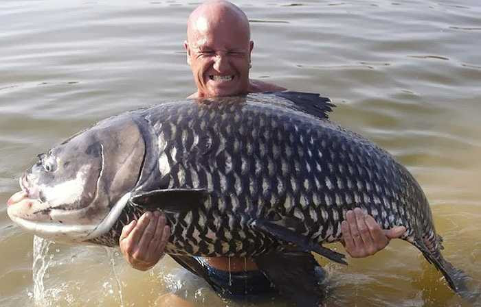 Trong lịch sử đã từng có ghi chép đánh bắt được cá chép Xiêm có chiều dài cơ thể đến 3m, nặng tới 300kg. 