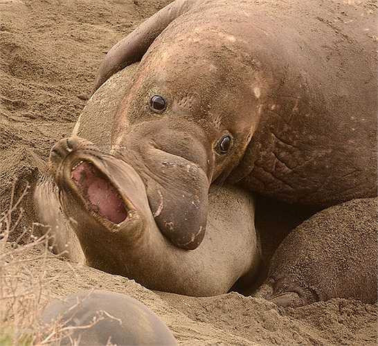 Hải cẩu voi đực có kích thước lớn hơn hẳn con cái. Kèm theo tính hung hăng nên trong lúc giao phối con đực thường gây ra những tổn thương nghiêm trọng cho bạn tình. Có trường hợp con cái bị vỡ sọ hoặc thậm chí là bị đè chết mà con đực vẫn không hề biết gì.