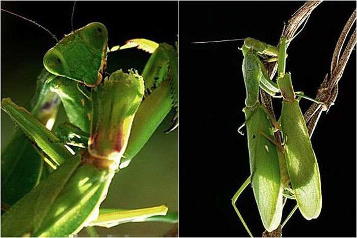 Ở loài bọ ngựa, con cái lại làm chủ cuộc chơi khi chủ động nằm trên con đực. Khi cuộc chơi mới được một nửa thì con cái sẽ nhai đầu con đực. Điều này giúp con đực xuất tinh nhanh hơn nhưng cũng khiến nó mất mạng ngay sau đó.