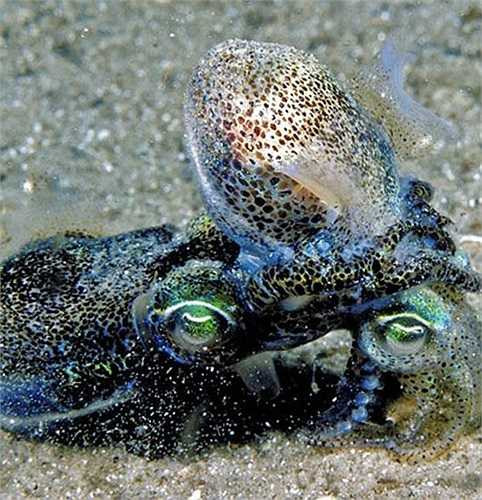 Quá trình giao phối, mực ống đực thường gây đau đớn cho con cái. Con cái không có cơ quan giao phối, bởi vậy chúng sẽ bị con đực dùng vòi khoan những cái lỗ giao phối khắp cơ thể. Sau đó chúng dùng một bộ phận như dương vật bơm tinh trùng vào các lỗ vừa khoan.