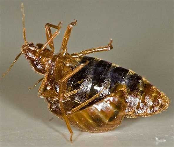 Loài rệp có lẽ là loài vội vàng nhất thế giới tự nhiên. Ngay cả trong giao phối chúng cũng thực hiện phương án 'đánh nhanh'. Con đực bất thình lình phóng tinh trùng vào lưng con cái, đến nỗi vừa bị giao phối xong mà con cái vẫn hay biết gì. Tinh trùng sau đó di chuyển trong dòng máu của rệp cái rồi đi vào buồng trứng.