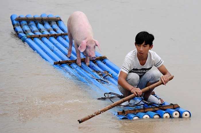 Người đàn ông và chiếc bè tự chế đưa lợn đi tránh lũ ở ở tỉnh Chiết Giang phía Đông Trung Quốc