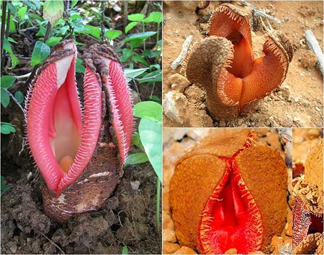 Loài hoa có cái miệng há rộng với lởm chởm 'răng' này được phát hiện nhiều nhất ở các sa mạc khô cằn châu Phi. phần hoa có màu nâu sẫm, sù sì với thịt mọng đỏ ngoi lên khỏi mặt đất thu hút những con bọ cánh cứng ưa thích mùi hôi đến thụ phấn, còn lại toàn bộ quả, thân cây nằm dưới mặt đất.