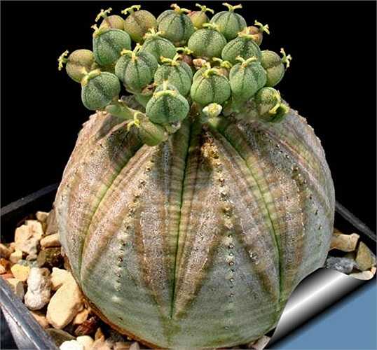 Cây quả bóng (Euphorbia Obesa) có nhiều ở Nam Phi. Do có hình dáng đẹp mắt, cây quả bóng được rất nhiều người yêu cây cảnh săn lùng.