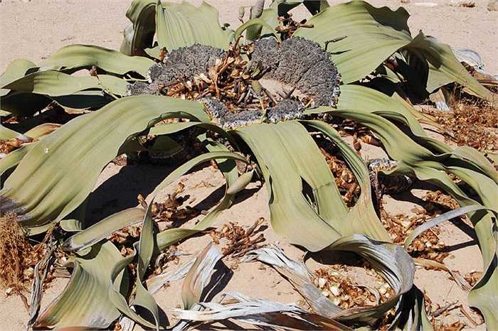 Welwitschia Mirabilis của hoang mạc Namibia bị xếp vào nhóm 10 loài thực vật xấu xí nhất thế giới. Nhưng cây có thể sống được từ 1.000 năm đến 2.000 năm tuổi và tồn tại dù trời không mưa trong suốt 5 năm. 
