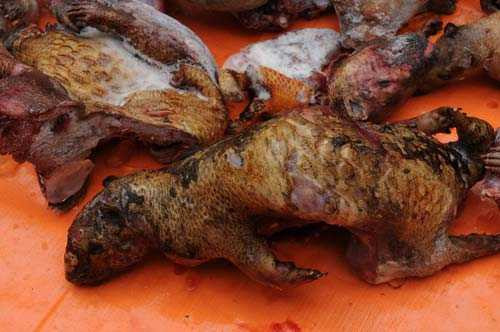 Thịt thú rừng và nguy cơ mắc bệnh khủng khiếp hơn Ebola