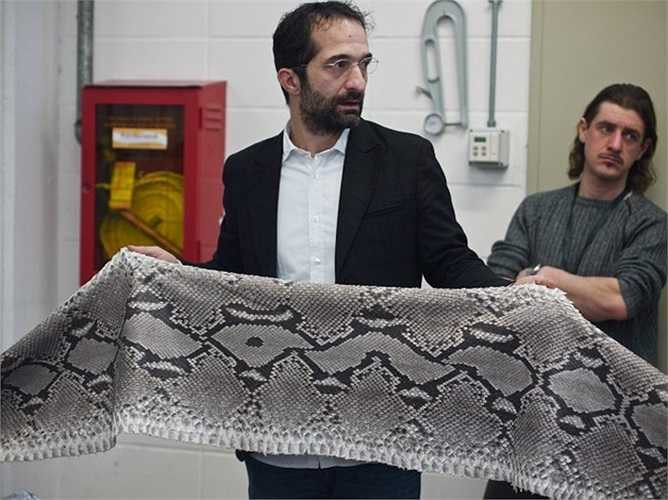 Đây là tấm da thật của một con trăn Nam Mỹ.