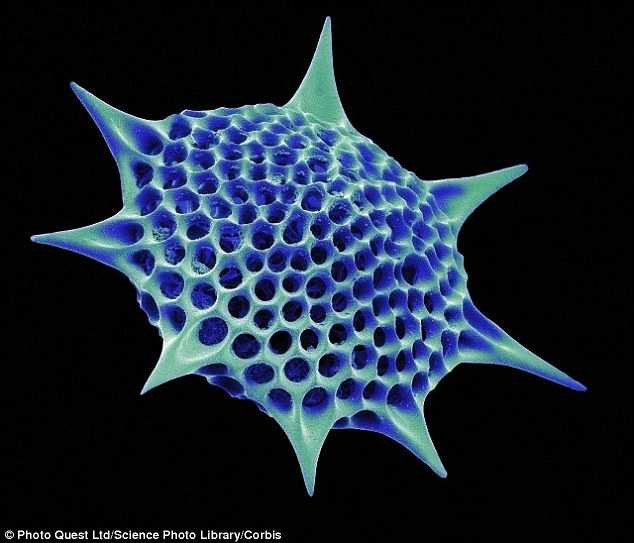 Phát hiện sinh vật biển sống sót kỳ lạ ngoài vũ trụ