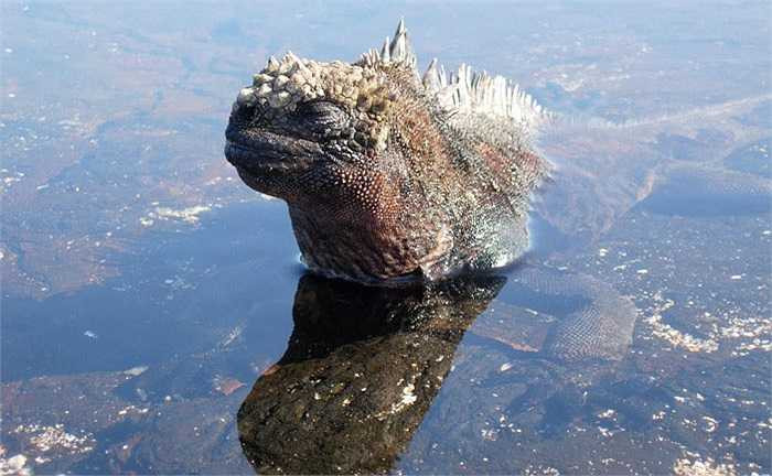 Ở quần đảo Galapagos, nằm ở phía tây Ecuador, cách đất liền 1.000km, có một loài được coi là 'quái vật', hiện diện ở đây từ thời tiền sử. 