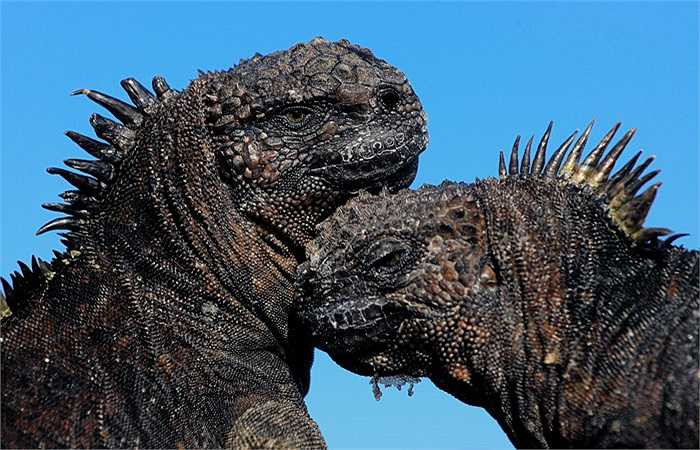 Đó là loài cự đà biển, một loài bò sát đặc hữu của quần đảo Galapagos. Môi trường sống của loài này là khu vực bãi đá, đầm lầy, rừng ngập mặn.