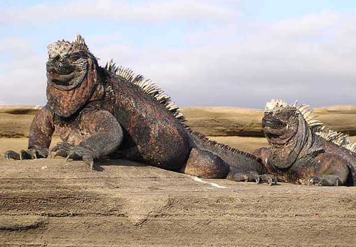 Điều đặc biệt là màu da của cự đà biển thay đổi theo mùa. Mùa đông da của chúng thường tối màu, nhưng mùa hè da của chúng sặc sỡ với các màu cam, đỏ, xanh xám... 