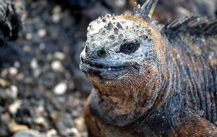 Cự đà biển thường sống theo đàn từ 3 đến vài chục con.