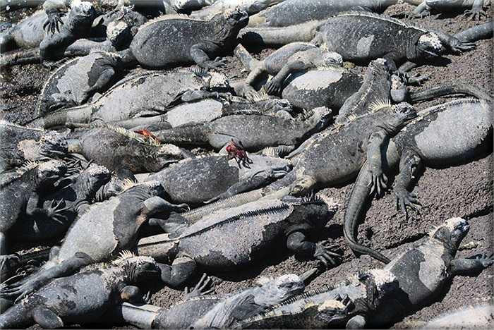 Cự đà biển bới một cái hố sâu xuống lòng đất và đẻ trứng vào đó. Trong thời gian ấp trứng, cự đà đực luôn thường trực để bảo vệ 'vợ con' mình trước những kẻ thù bên ngoài. 