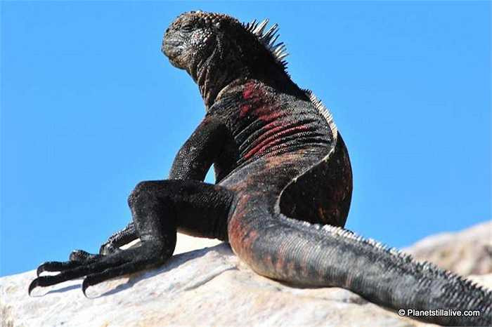 Với nhiều đặc điểm giống nhau giữa cự đà đất và cự đà biển, các nhà nghiên cứu đã đưa ra thuyết rằng, chúng cùng chung tổ tiên. Chúng đã trôi ra đảo khi nước biển dâng cao.