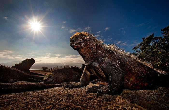 Chúng có cái đầu to, đuôi dài, xương sống có gai nhọn dài và toàn thân được bảo vệ bằng lớp da cườm xù xì, trông thật kỳ quái.