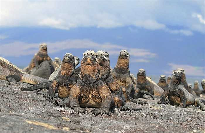 Nhưng thật oan uổng khi gọi chúng là 'quỷ biển' bởi chúng là loài gần như vô hại với con người và các sinh vật khác sống trên bãi biển.