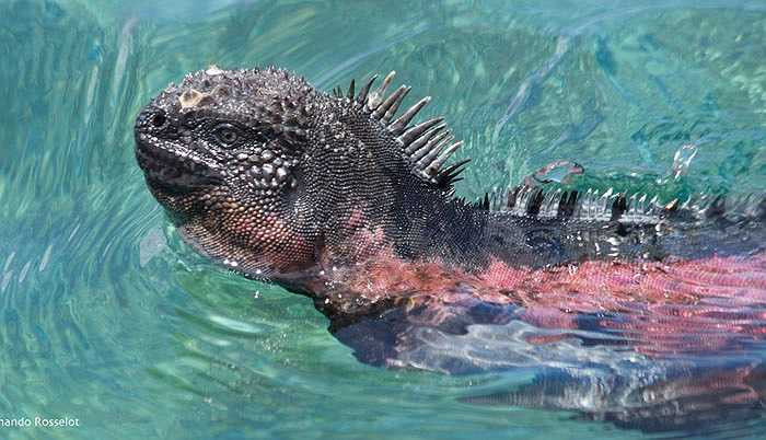 Món ăn ưa thích của loài này là tảo và rong biển. Chiếc mũi phẳng và hàm răng sắc nhọn giúp chúng ăn được những mảng tảo bám chặt vào đá.