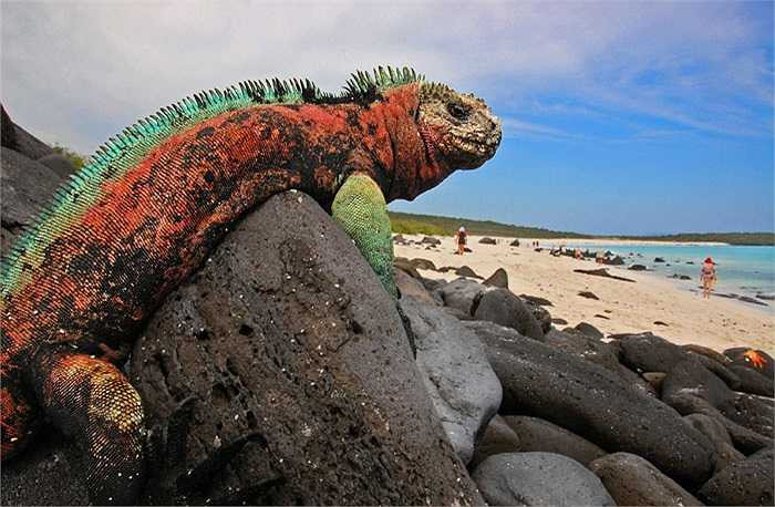 Tuyến hô hấp của cự đà biển có khả năng lọc bớt lượng muối trong máu và đào thải ra ngoài thông qua mũi. Vì vậy trên mặt và đầu của cự đà luôn có mảng bột trắng xóa.