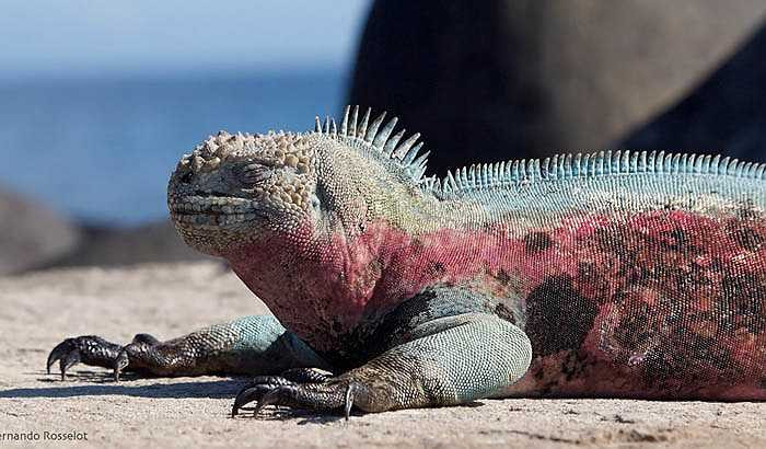 Không chỉ sống trên cạn như cự đà đất mà cự đà biển bơi lội rất cừ khôi. Chúng có thể lặn sâu 9 - 10m, với thời gian 30 phút để tìm kiếm thức ăn.