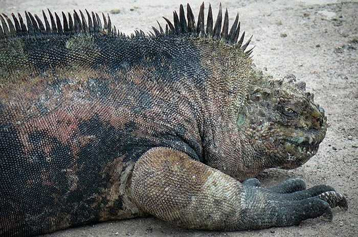 Với những móng sắc nhọn, cự đà biển có thể bám chặt vào những tảng đá giúp chúng không bị văng xa khi có sóng dữ.